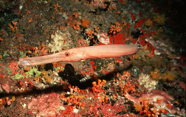 Aulostomus chinensis