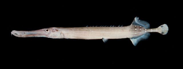 Aulostomus chinensis