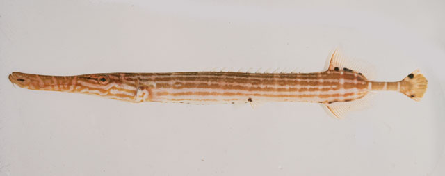 Aulostomus chinensis