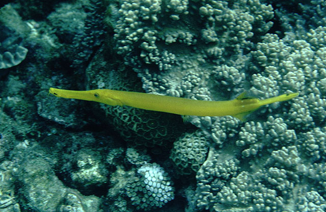 Aulostomus chinensis