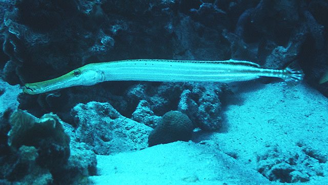 Aulostomus maculatus