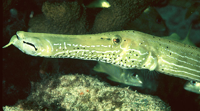 Aulostomus maculatus