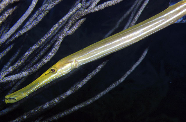 Aulostomus maculatus