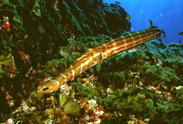 Aulostomus strigosus