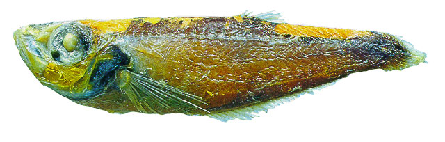 Bathyclupea argentea