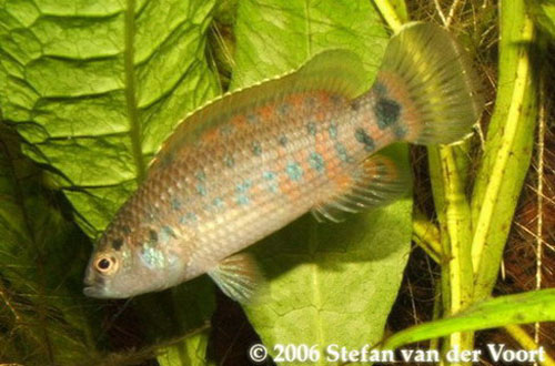 Badis assamensis