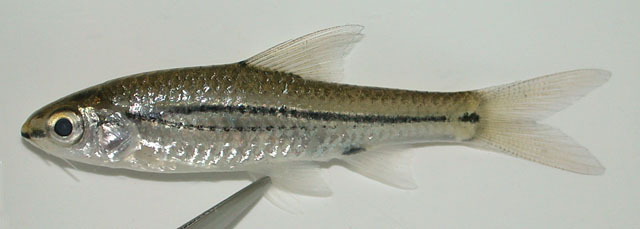 Enteromius bifrenatus