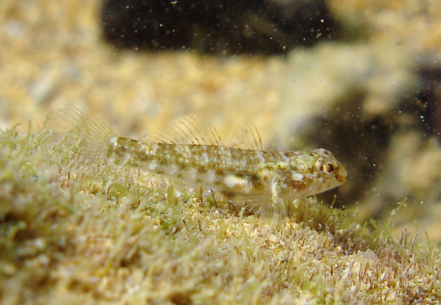 Bathygobius geminatus