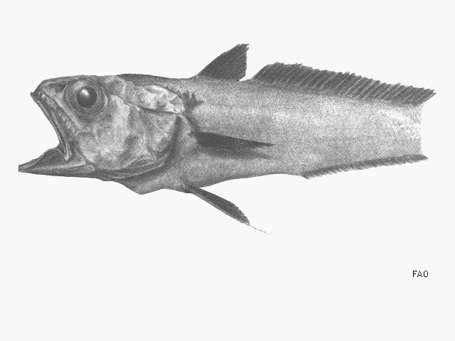 Bathygadus melanobranchus