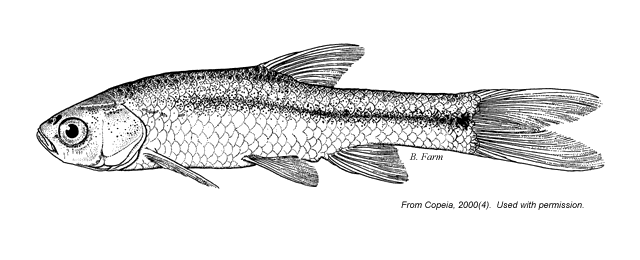 Enteromius serengetiensis