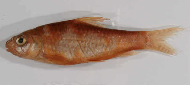 Labeobarbus versluysii