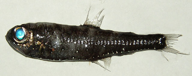 Benthosema glaciale