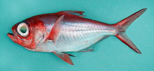 Beryx splendens