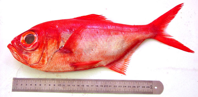 Beryx splendens