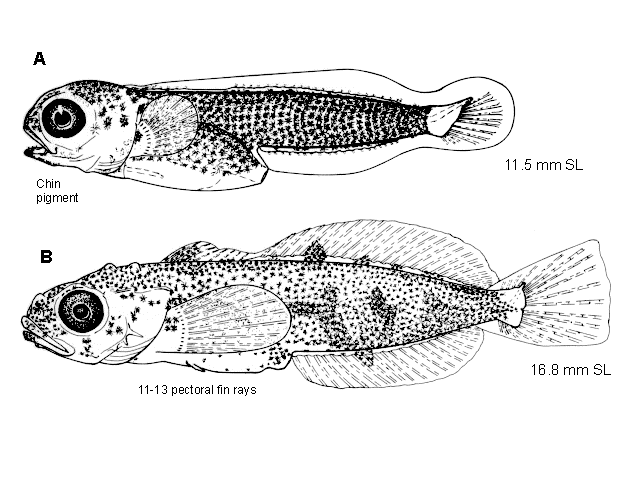 Blepsias cirrhosus