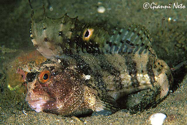 Blennius ocellaris