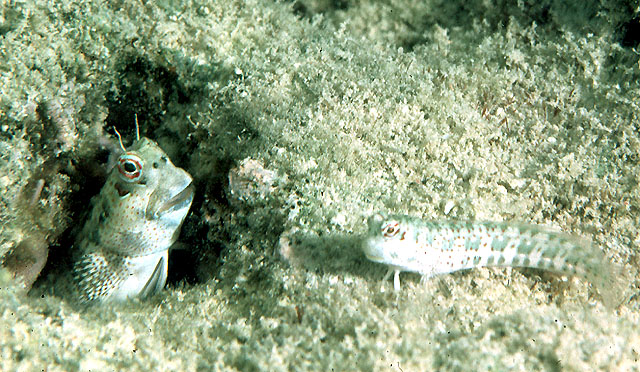 Blenniella periophthalmus