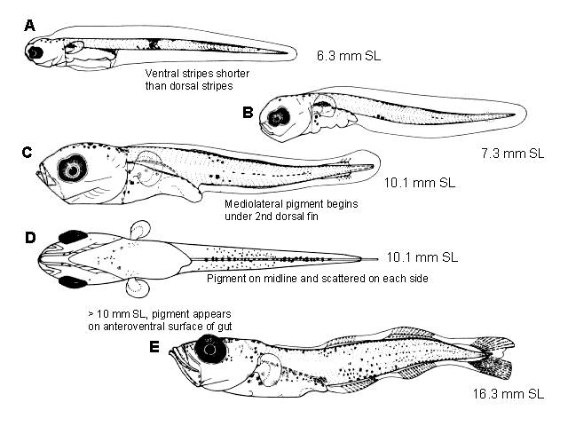 Boreogadus saida