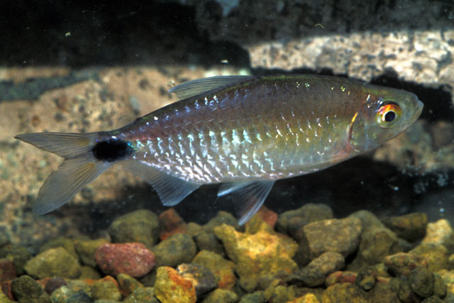 Brycinus longipinnis