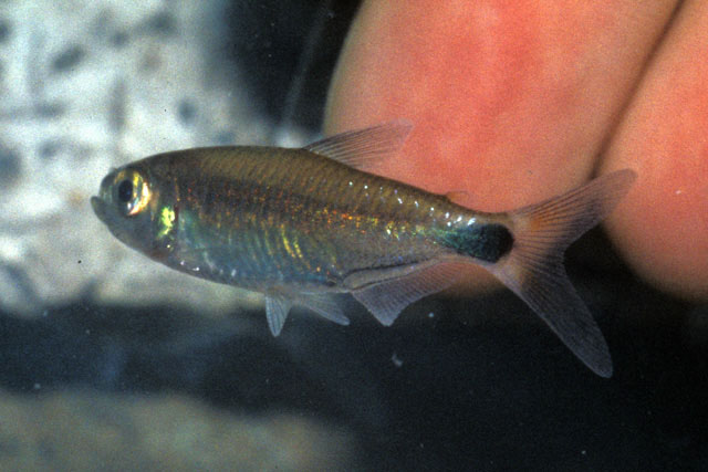 Brycinus longipinnis