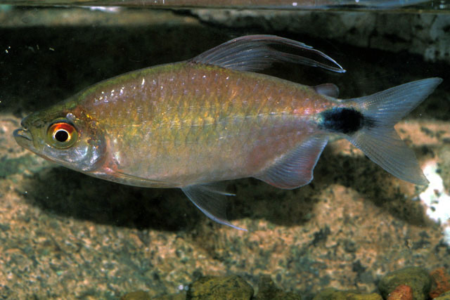 Brycinus longipinnis