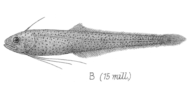 Bregmaceros mcclellandi