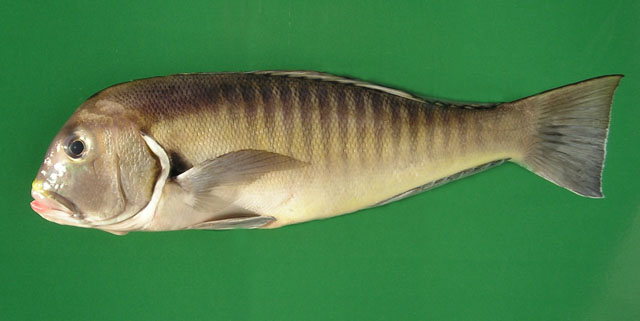 Branchiostegus semifasciatus