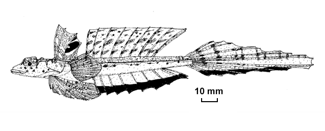 Callionymus afilum