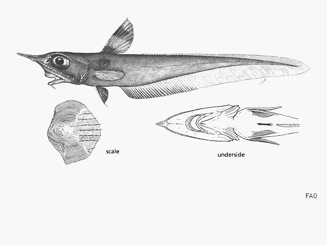 Coelorinchus argus