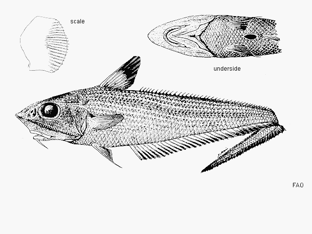 Coelorinchus australis