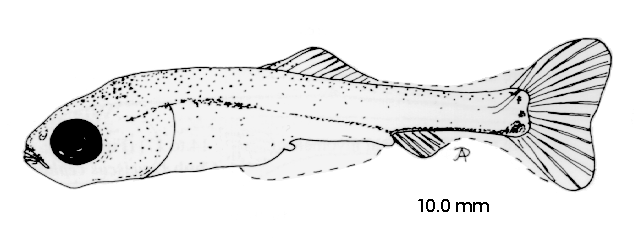 Carassius carassius