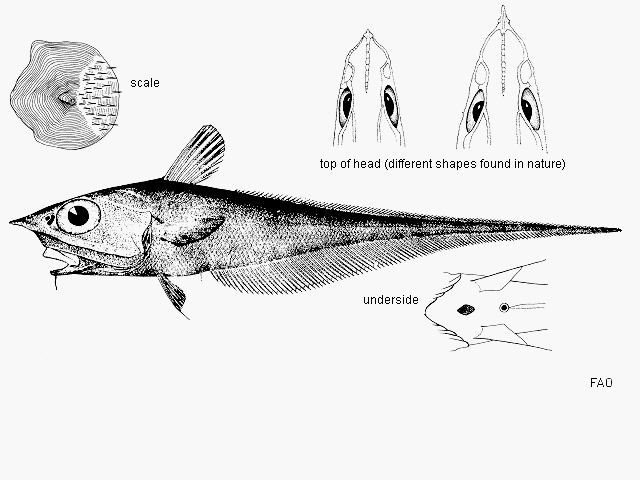 Coelorinchus caribbaeus