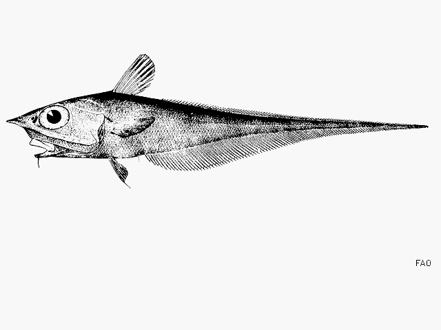 Coelorinchus caribbaeus