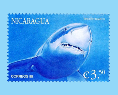 Carcharodon carcharias