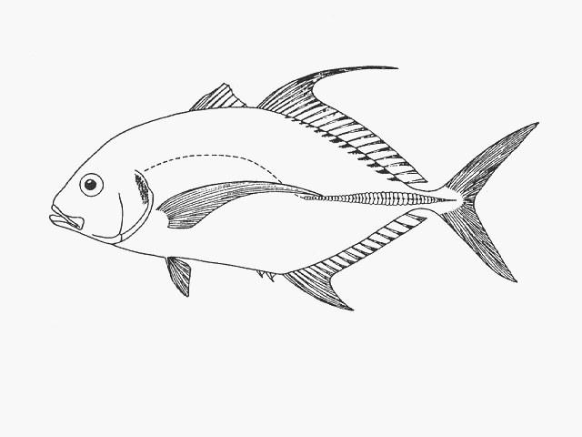 Carangoides dinema