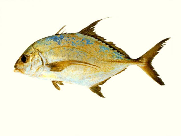 Carangoides dinema