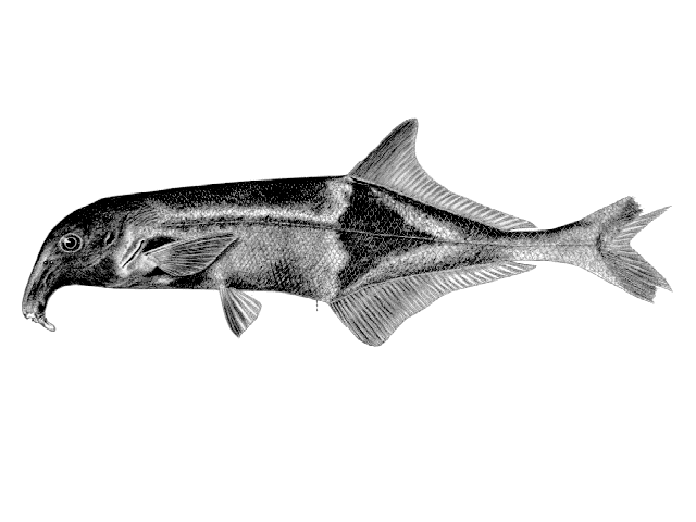 Campylomormyrus elephas