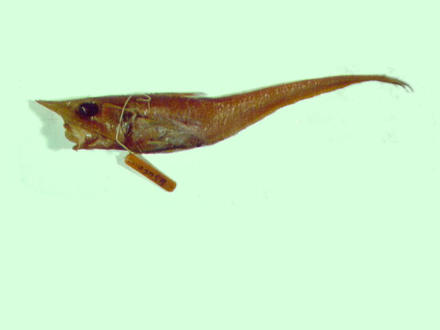 Coelorinchus formosanus