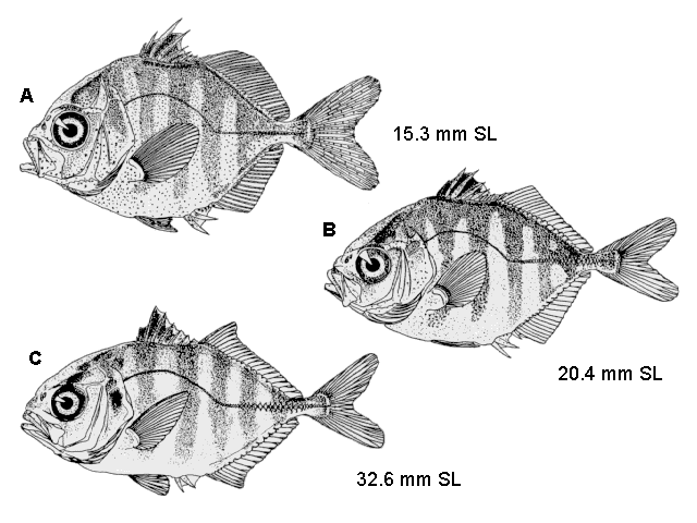 Caranx hippos