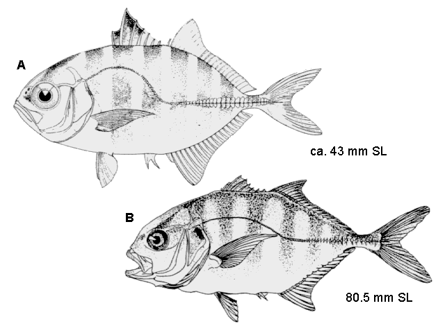 Caranx hippos