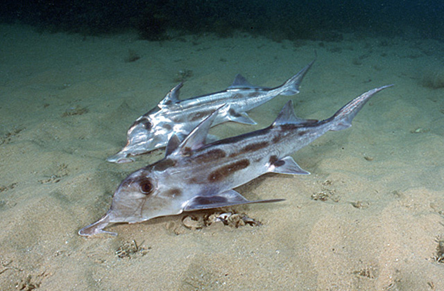 Callorhinchus milii