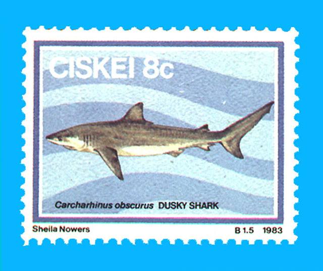 Carcharhinus obscurus