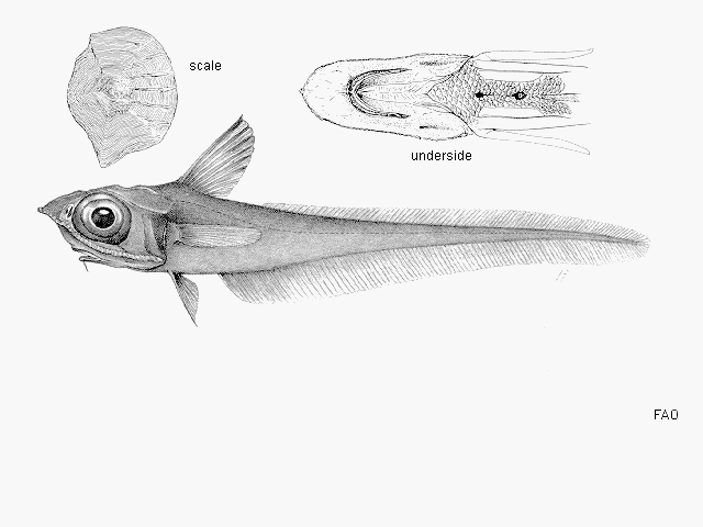 Coelorinchus oliverianus