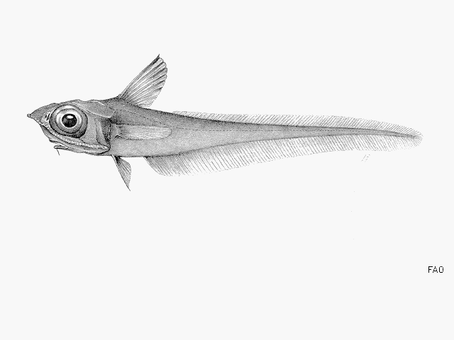 Coelorinchus oliverianus