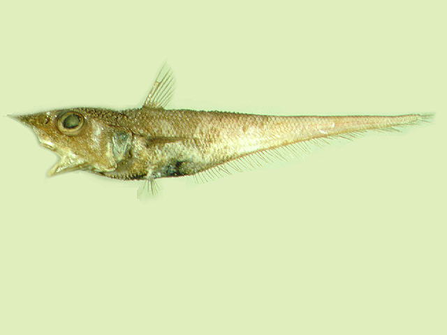 Coelorinchus parallelus