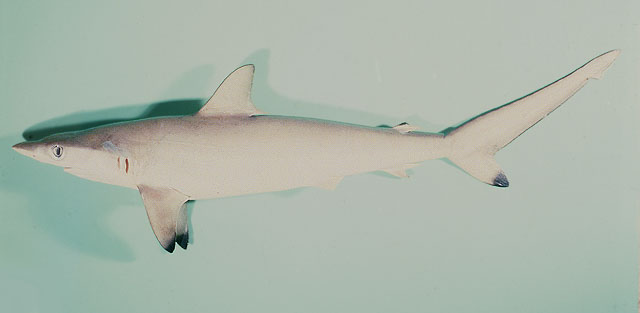 Carcharhinus sorrah