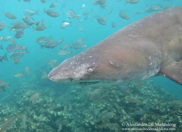 Carcharias taurus