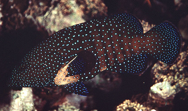 Cephalopholis argus