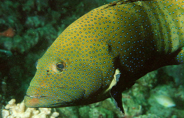 Cephalopholis argus