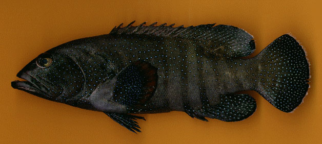 Cephalopholis argus